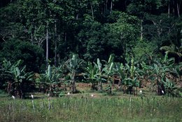 Agriculture;-Aigrette;-Archipel-des-Comores;-Bananeraie;-Bananier;-Clôture;-France;-Kaleidos;-Kaleidos-images;-La-parole-à-limage;-Laurent-Abad;-Mayotte;-Océan-Indien;-Oiseaux;-Stories-Pictures